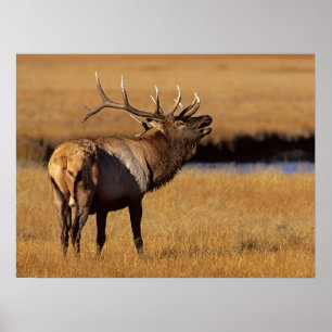 Poster Roosevelt Eull Elk Wyoming