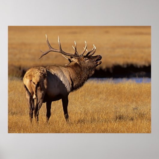 Poster Roosevelt Eull Elk Wyoming (Devant)
