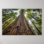 Poster Roosevelt Grove (Devant)