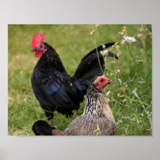 Poster Rooster and Hen (Devant)