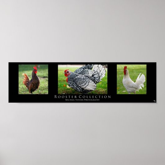 Poster "Rooster Collection", Noir (Devant)
