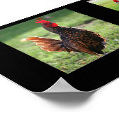 Poster "Rooster Collection", Noir (Coin)