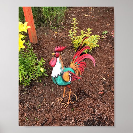 Poster Rooster coloré dans le jardin (Devant)