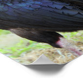 Poster Rooster noir (Coin)