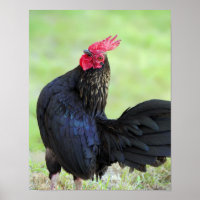 Rooster noir