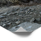 Poster Rooster Portrait (Coin)