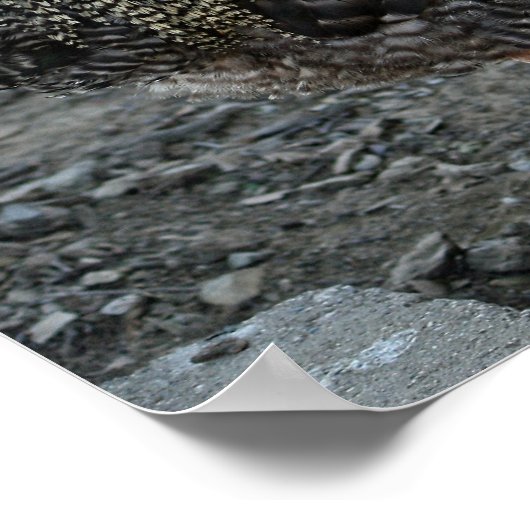 Poster Rooster Portrait (Coin)