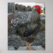 Poster Rooster Portrait (Devant)