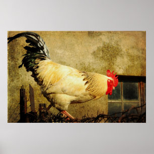 Poster Rooster vintage