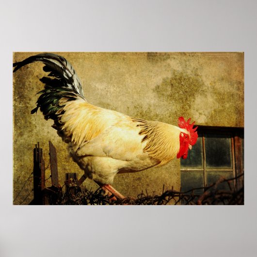 Poster Rooster vintage (Devant)