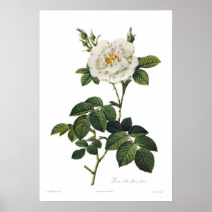 Poster Rosa alba flore plena