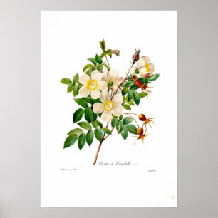 Poster Rosa alpina