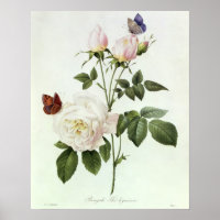 Rosa : Bengale les hymenes, de 'Les Roses