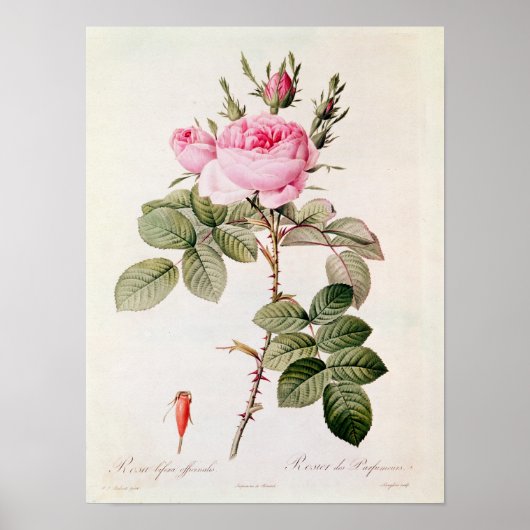 Poster Rosa Bifera Officinalis, de 'Les Roses (Devant)