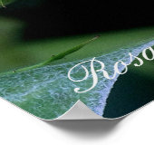 Poster Rosa Blue Bajou (Coin)