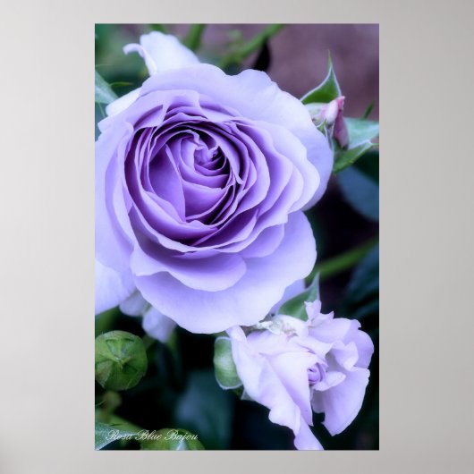 Poster Rosa Blue Bajou (Devant)