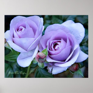 Poster Rosa Blue Bajou [Archiver papier lourd]