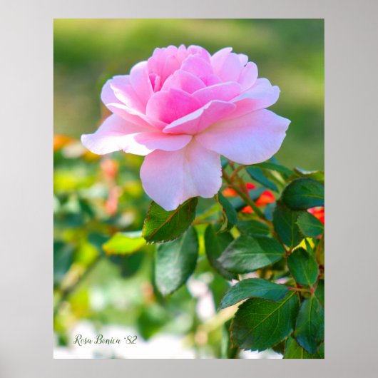 Poster Rosa Bonica '82 (Devant)
