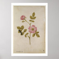 Rosa Canina - Dogrose and Caterpillar (pencil & w/