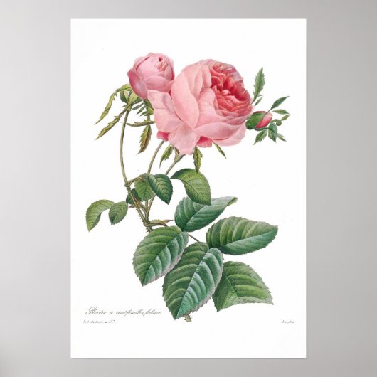 Poster Rosa centifolia (Devant)
