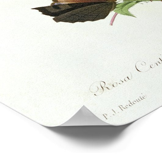 Poster Rosa Centifolia (Coin)