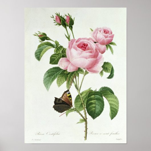 Poster Rosa Centifolia (Devant)