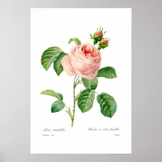 Poster Rosa centifolia (Devant)