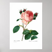 Poster Rosa centifolia (Devant)