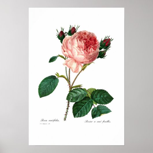 Poster Rosa centifolia (Devant)