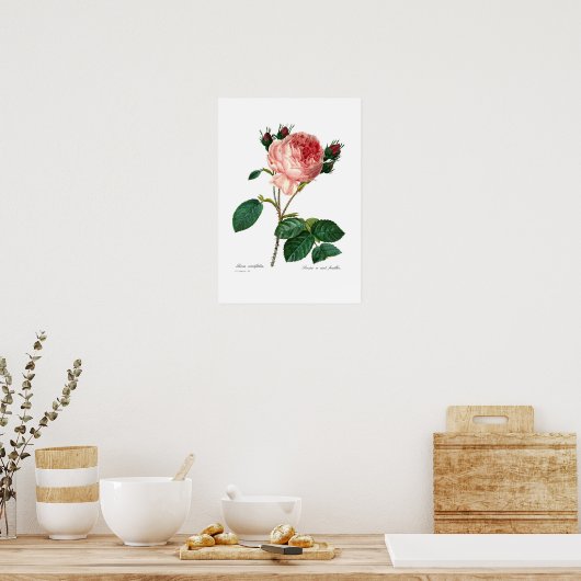 Poster Rosa centifolia (Cuisine)