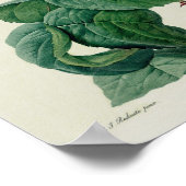 Poster Rosa Centifolia Bullata (Coin)