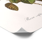 Poster Rosa Centifolia Foliacea (Coin)