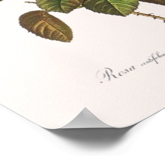 Poster Rosa Centifolia Foliacea (Coin)