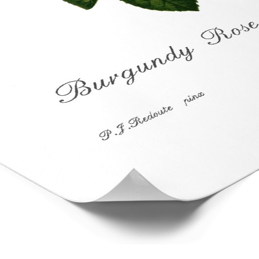 Poster Rosa centifolia parvifolia (Coin)