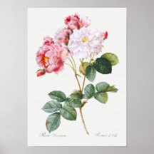 Rosa Damascena