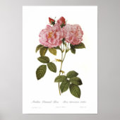 Poster Rosa damascena italica (Devant)
