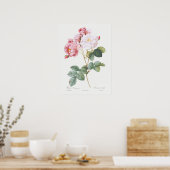Poster Rosa Damascena Roses Par Pierre-Joseph Redoute (Cuisine)