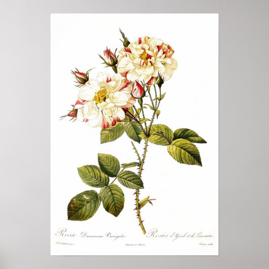 Poster Rosa damascena variegata (Devant)
