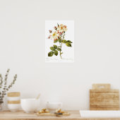 Poster Rosa damascena variegata (Cuisine)