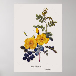 Poster Rosa Eglanteria, roses sauvages, P. J. Redoute