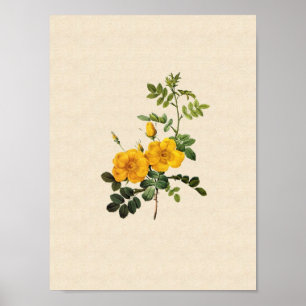 Poster Rosa foetida