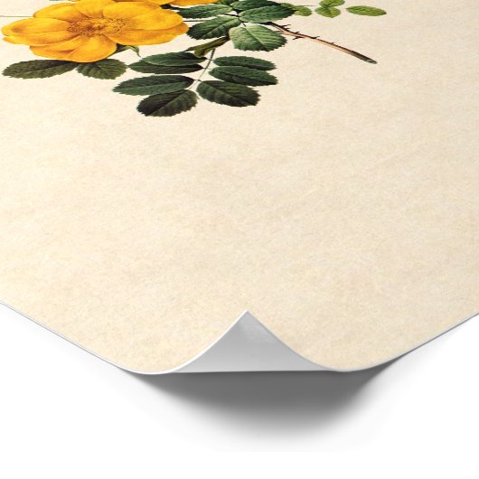 Poster Rosa foetida (Coin)