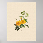 Poster Rosa foetida (Devant)