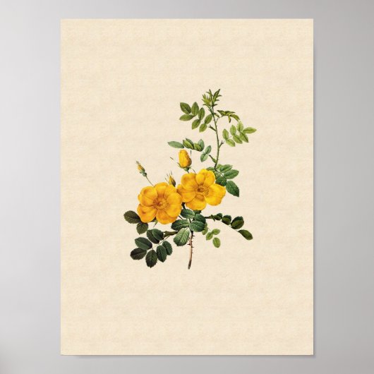 Poster Rosa foetida (Devant)