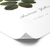 Poster Rosa foetida (Coin)