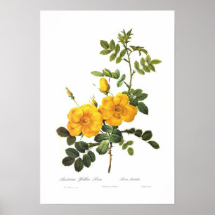 Poster Rosa foetida