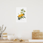 Poster Rosa foetida (Cuisine)