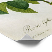 Poster Rosa Gallica Aurelianensis (Coin)