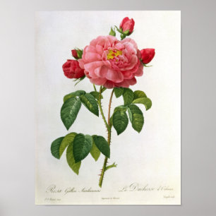 Poster Rosa Gallica Aurelianensis