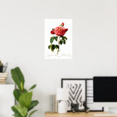 Poster Rosa gallica aurelianensis (Bureau à domicile)